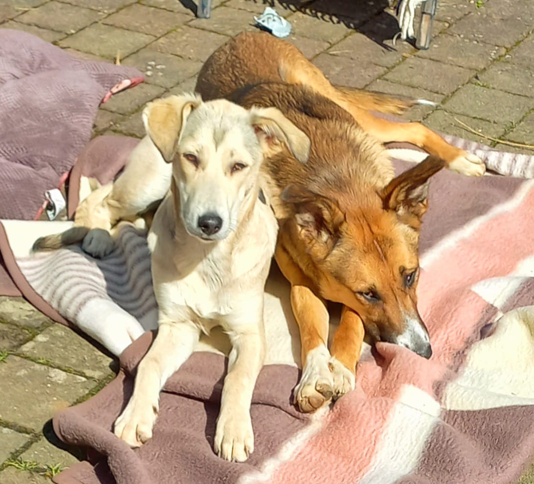 Rita B. mit Ruby & Vito
