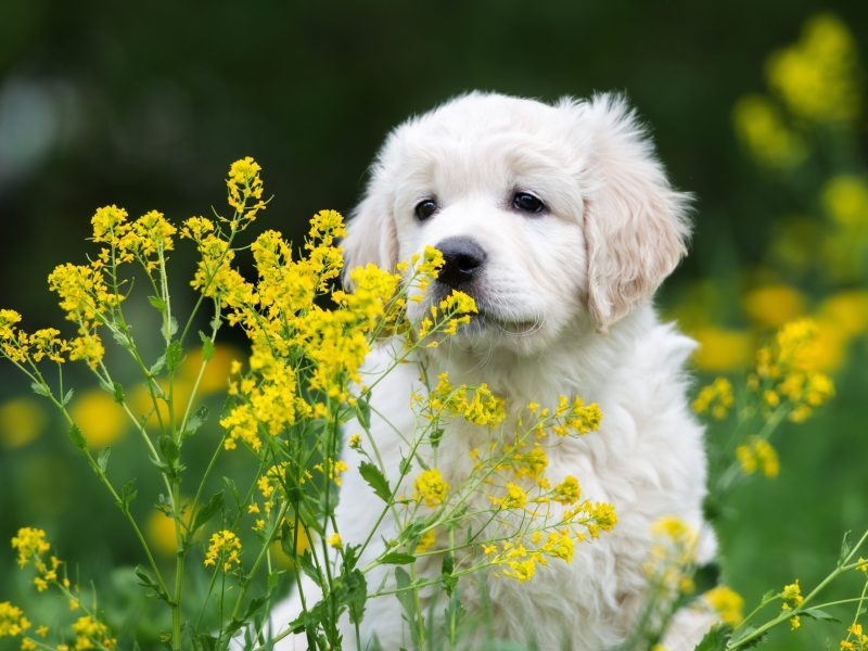 adorable golden retriever puppy portrait outdoors in summer